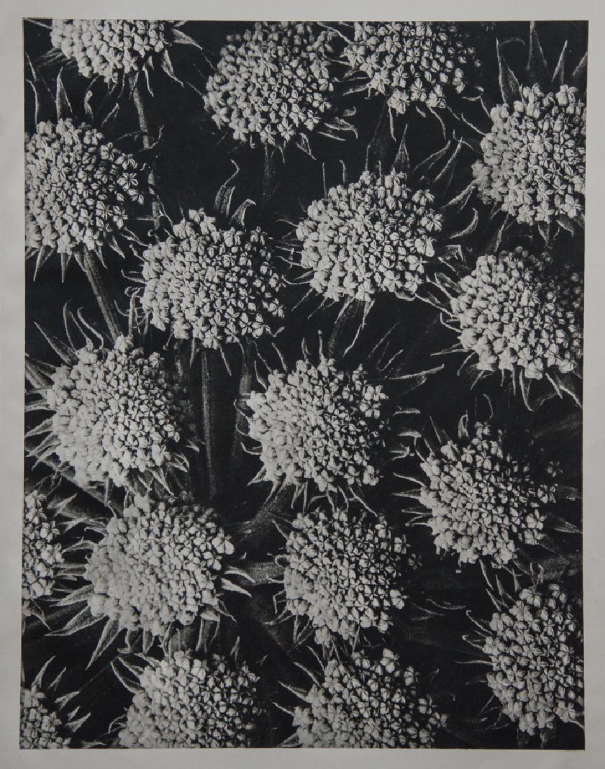 KARL BLOSSFELDT - Seseli Gummiferum, Sesel: Artist: Karl Blossfeldt Title: Seseli Gummiferum, Sesel Medium: 1942 Sheet fed Gravure Dimensions: 8x10.5 Unmounted Comes with COA Karl Blossfeldt (1865-1932) was a German photographer, sculptor, teac