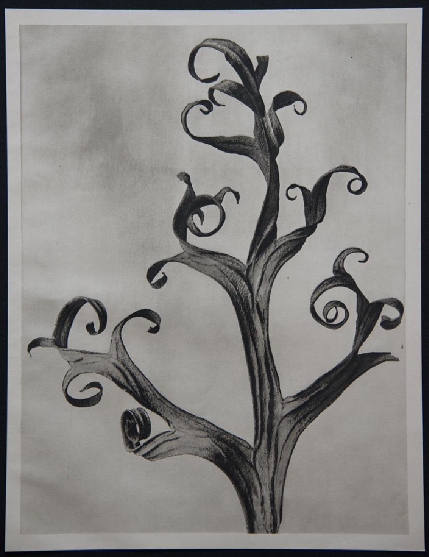 KARL BLOSSFELDT - Delphinium Ritterspoon Larkspur (1 of 1)