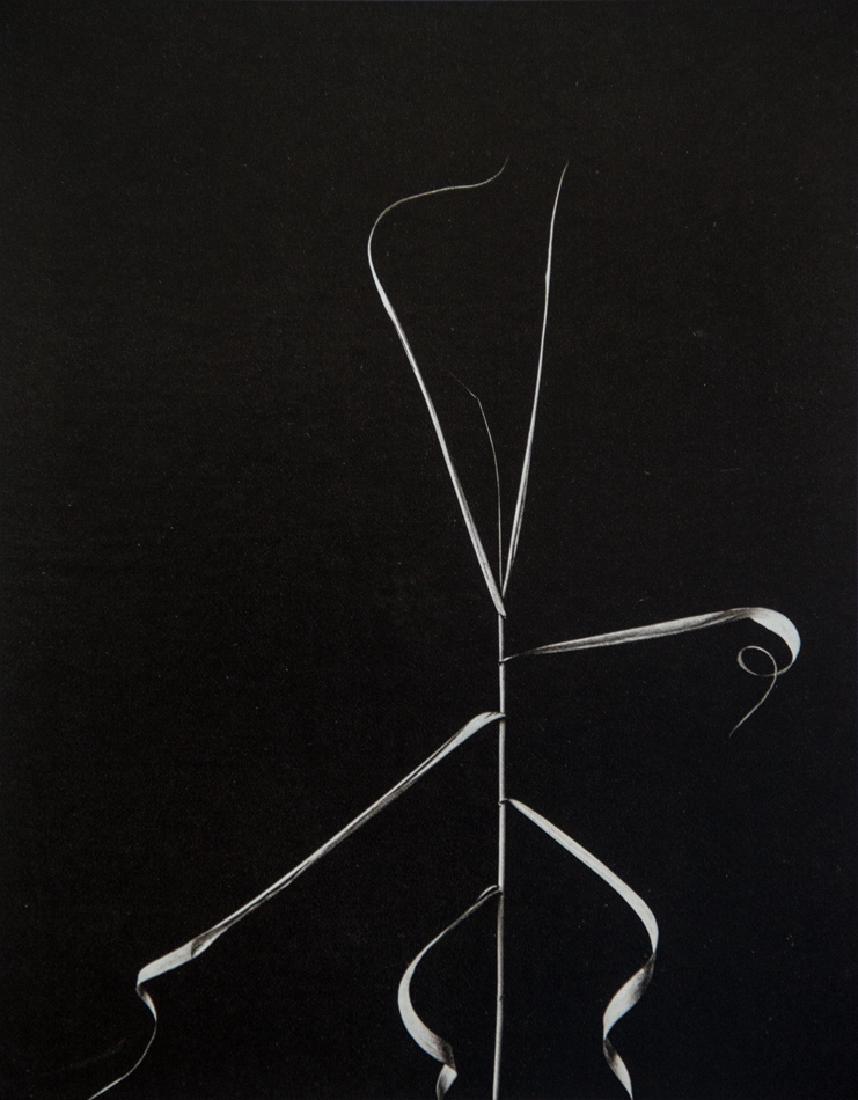 HARRY CALLAHAN - Aix en Provence, 1958 (1 of 1)