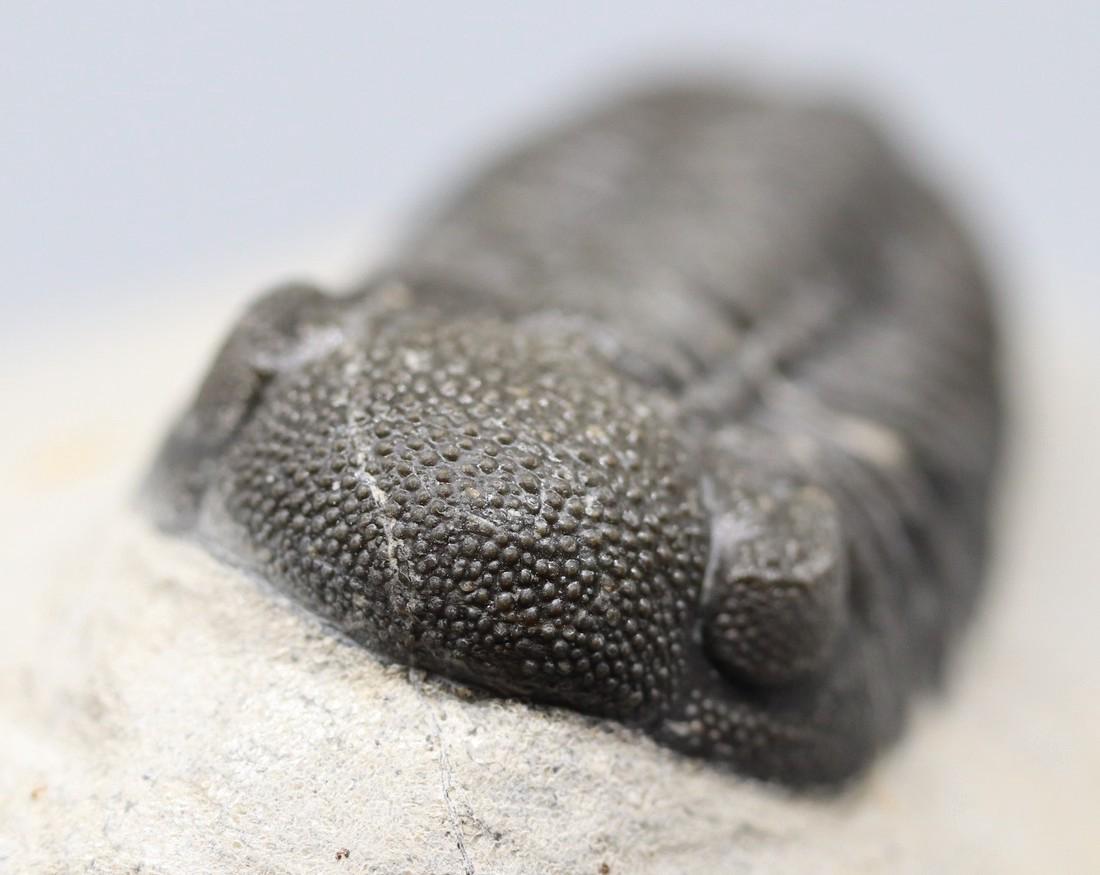 Fossil trilobite : Morocops granulops (1 of 7)