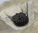 Extremely spiny fossil trilobite : Leonaspis haddanei - 2