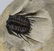 Extremely spiny fossil trilobite : Leonaspis haddanei - 3
