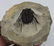 Extremely spiny fossil trilobite : Leonaspis haddanei - 4