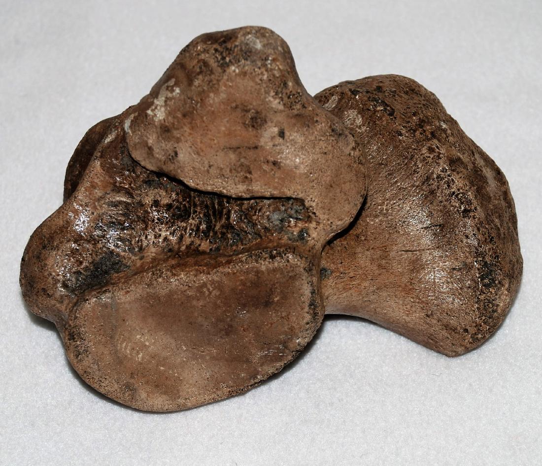 Woolly mammoth heelbone (1 of 9)