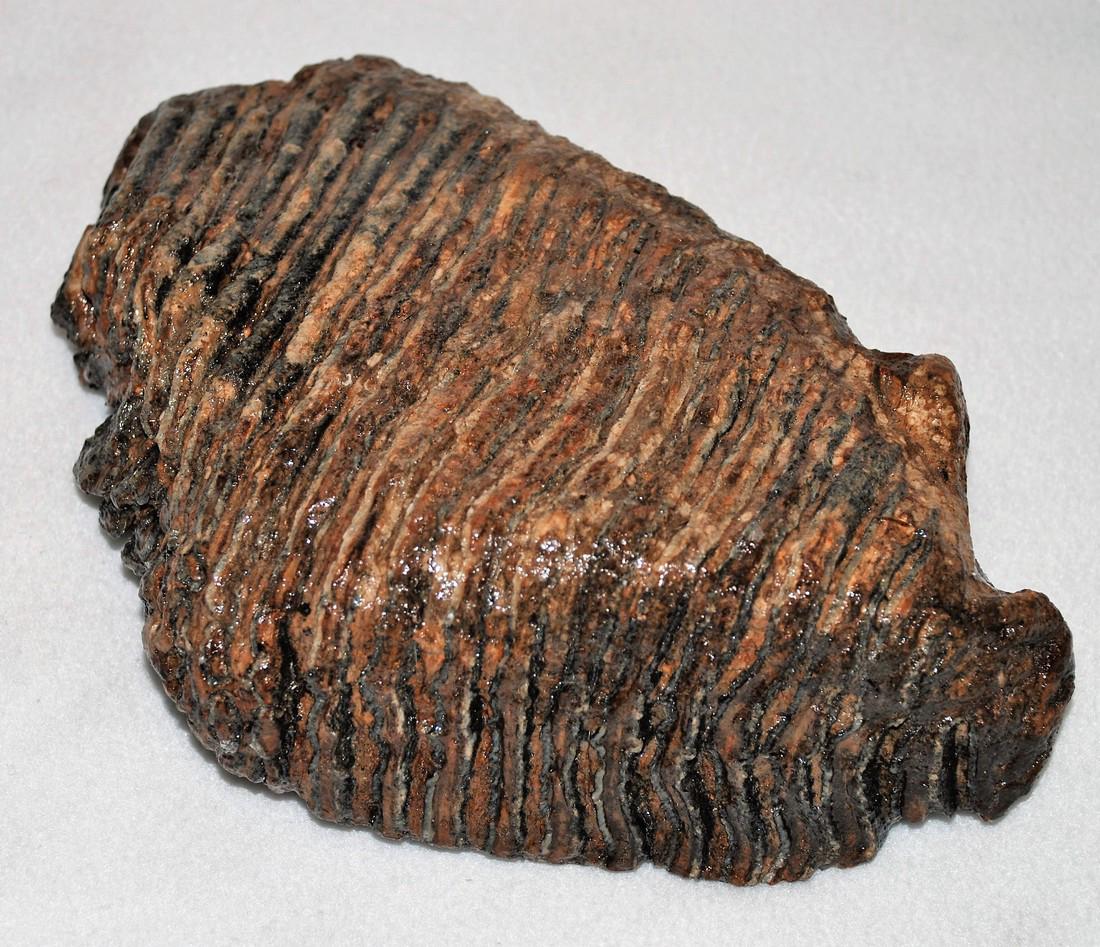 Woolly mammoth molar (1 of 7)