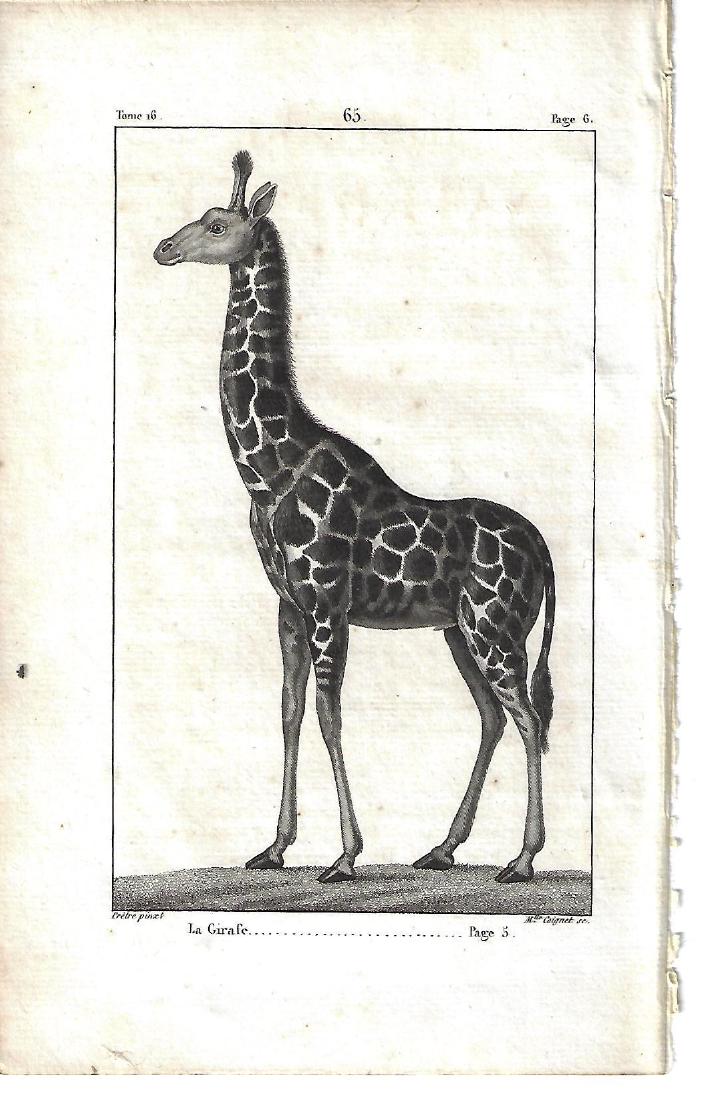 1821 Buffon Engraving of Giraffe (1 of 1)