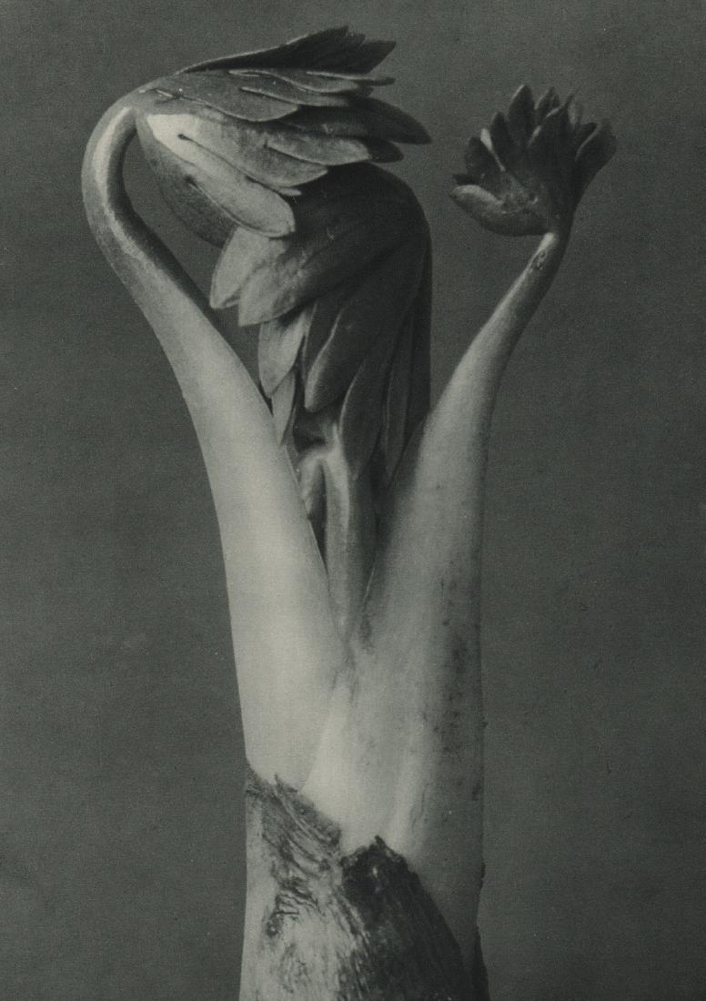 KARL BLOSSFELDT - Aconitum: Artist: KARL BLOSSFELDT Print Title: Aconitum Medium: Sheet-fed Gravure Printing Date: 1929 Printed in: Germany Image Size: 7.5 X 10 inches Karl Blossfeldt was a German photographer, sculptor, teacher
