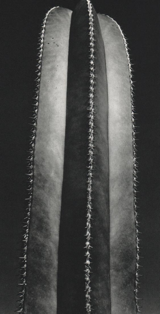 BRETT WESTON - Cactus: Artist: BRETT WESTON Print Title: Cactus Medium: Sheet-fed Gravure Printing Date: 1973 Printed in Switzerland Image Size: 4.5 X 8.5 inches Brett Weston (1911-1993) was an American photographer. Van De