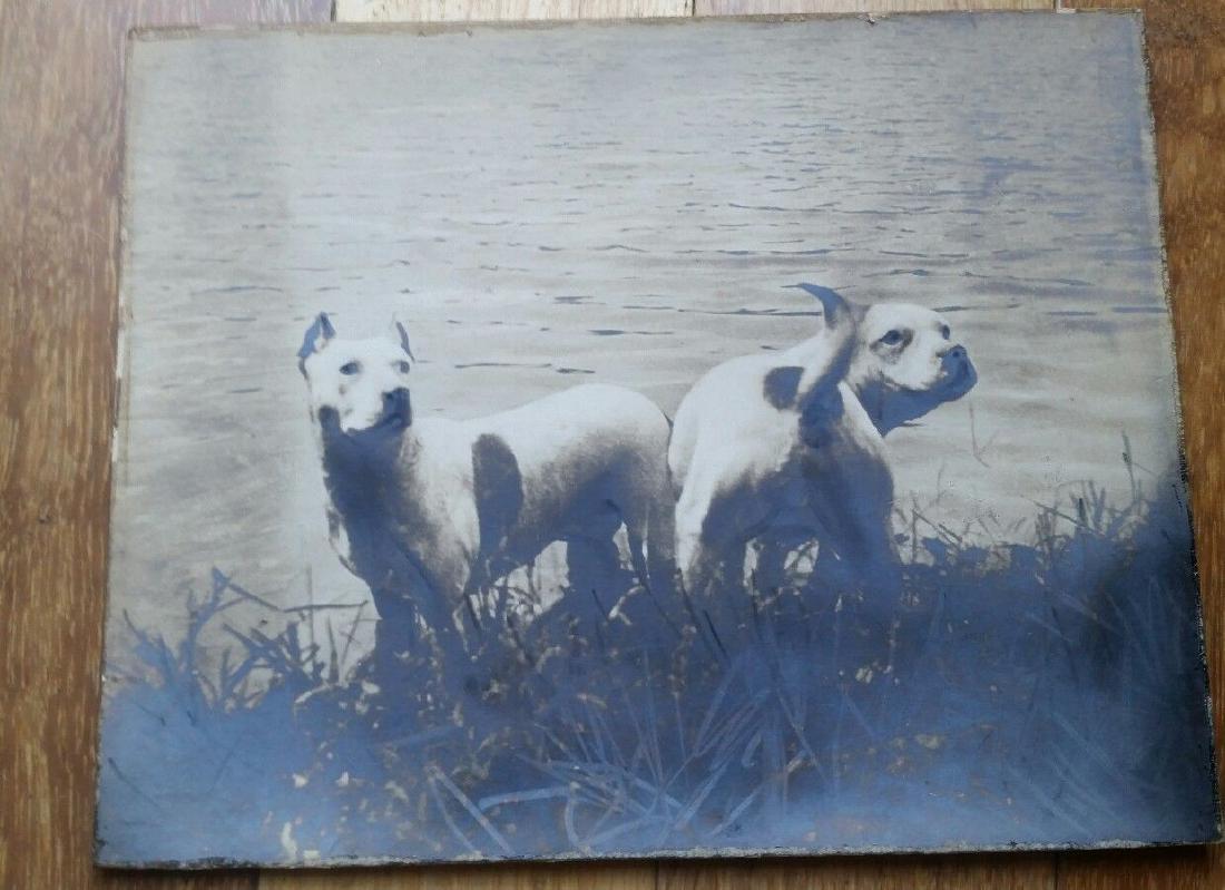Antique Dog Photo Photograph of Pit Bull Terrier (1 of 3)