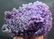 Double Sided Purple Chalcedony Grape Agate Crystals - 4