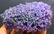 Double Sided Purple Chalcedony Grape Agate Crystals - 6