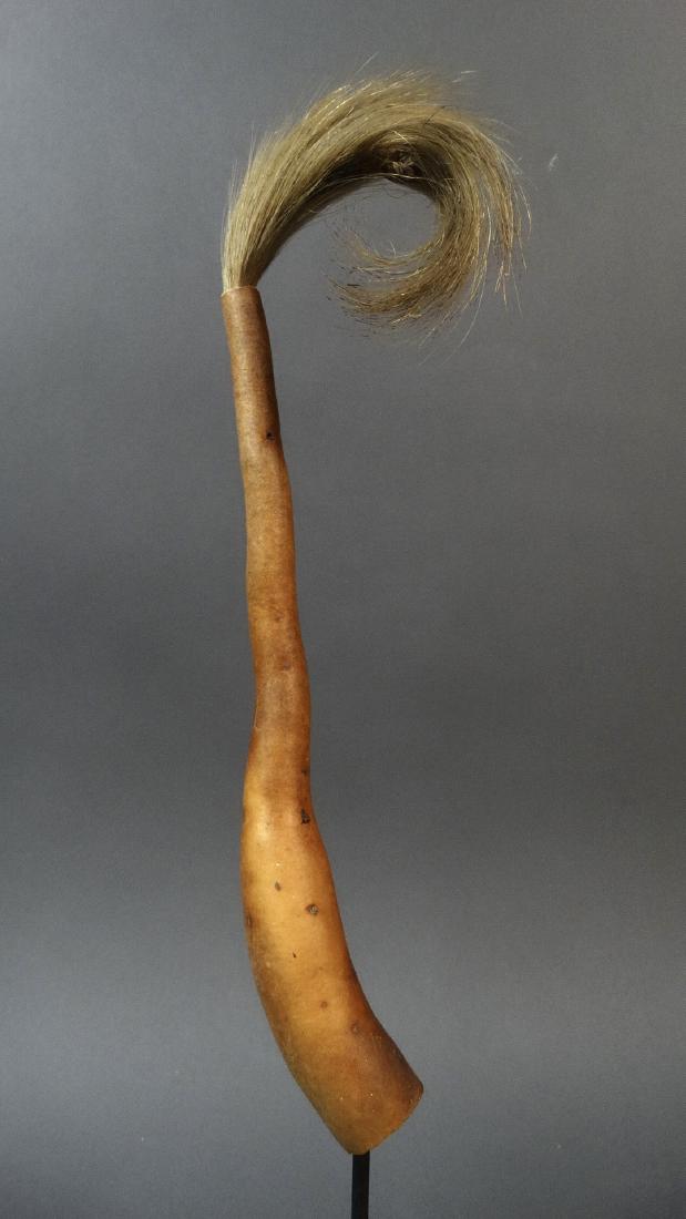 Penis Gourd, Koteka - Dani People: Penis gourd, KOTEKA - DANI People Papua New Guinea Mid 20th century Gourd, Lagenaria siceraria, Animal Skin 37 cm The koteka, horim, or penis gourd is a penis sheath traditionally worn by native male