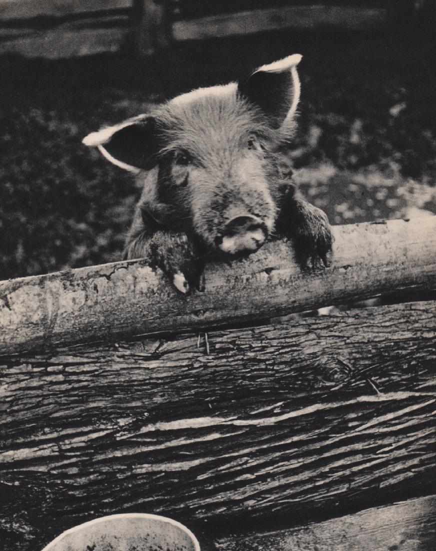 CHARLES PETERSON - Candid Pig: Artist: CHARLES PETERSON Print Title: Candid Pig Medium: Sheet-Fed Gravure Printing Date: 1937 Printed in the USA Image Size: 7 X 9 inches Charles Peterson (1906-1976) was a guitar player in Rudy Vall