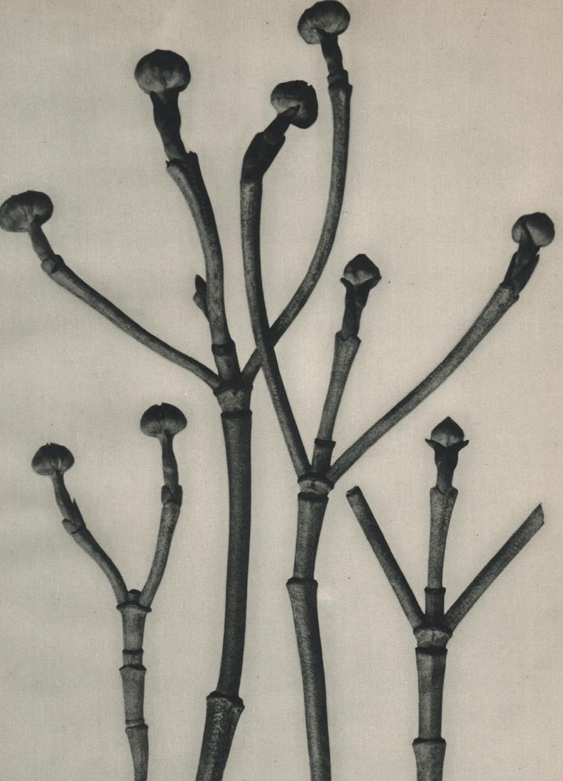 KARL BLOSSFELDT - Cornus Florida: Artist: KARL BLOSSFELDT Print Title: Cornus Florida Medium: Sheet-fed Gravure Printing Date: 1929 Printed in Germany Image Size: 7.5 X 10 inches Karl Blossfeldt was a German photographer, sculptor, te