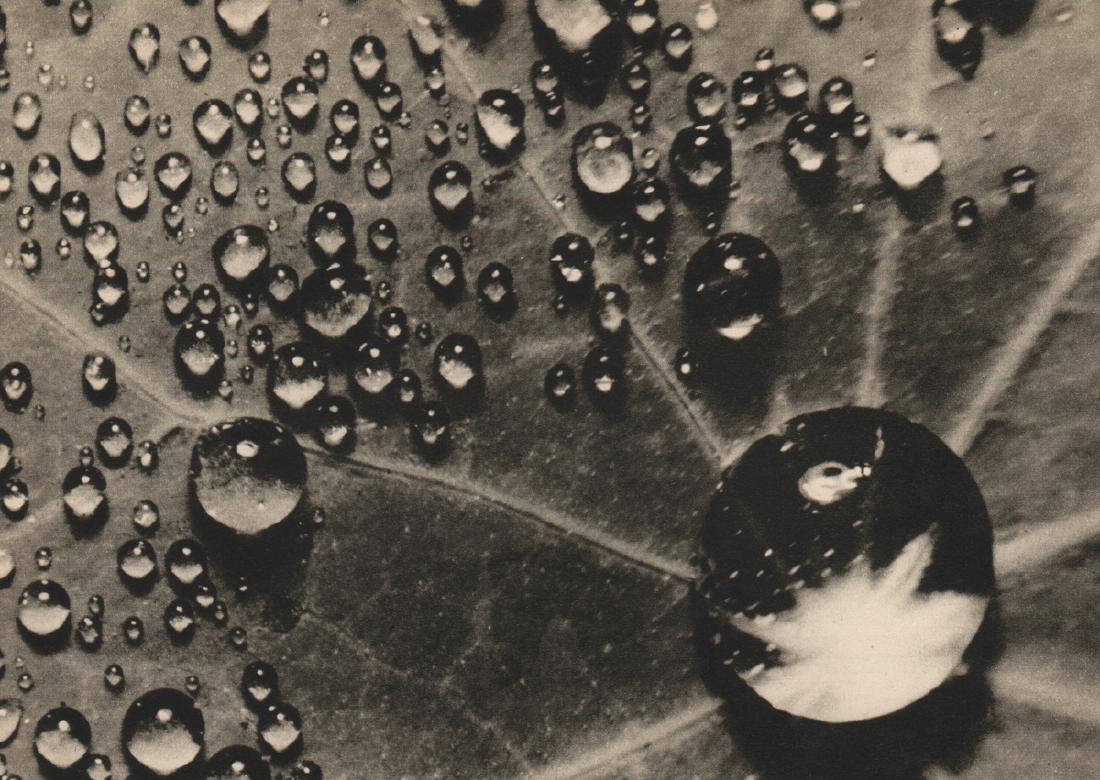 BRASSAI - Water on a Leaf: Artist: BRASSAI Print Title: Water on a Leaf Medium: Sheet-fed Gravure Printing Date: 1940 Printed in Great Britain Image size approx. 6.5 x 4.5 inches Brassai was a Hungarian–French photographer, s