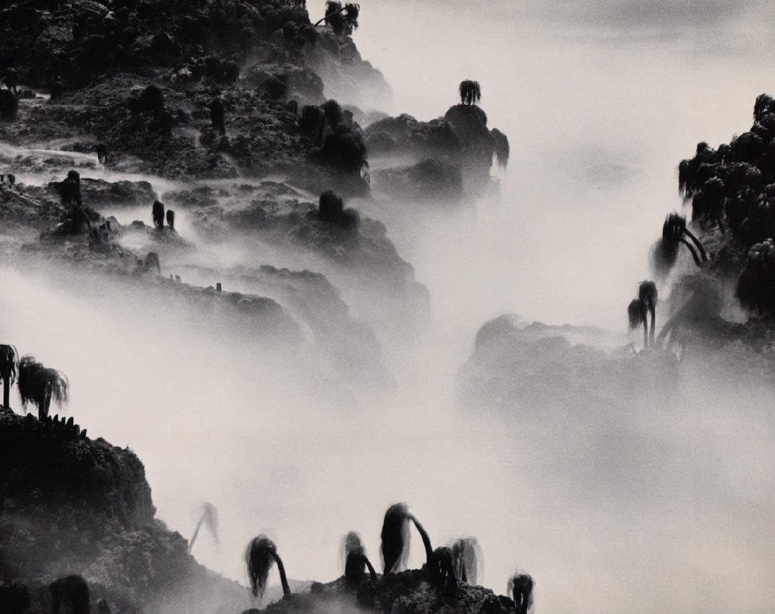 WYNN BULLOCK - Sea Palms, Monterey Coast: Artist: WYNN BULLOCK Print Title: Sea Palms, Monterey Coast, 1969 Medium: Duo-tone Photo-Lithograph Printing Date: 1969 Printed in the USA Image Size: 9.25 x 7.5 inches Imogene Cunningham(1883-1976) w
