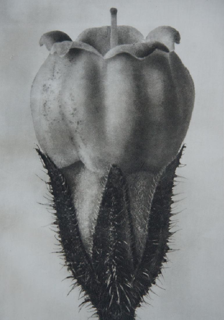 KARL BLOSSFELDT - Symphytum Officinale, Salsify: Artist: Karl Blossfeldt Title: Symphytum Officinale, Salsify, Comfrey1942 Sheet Fed Gravure Dimensions: 8x10.5" Unmounted Karl Blossfeldt (1865-1932) was a German photographer, sculptor, teacher, and 
