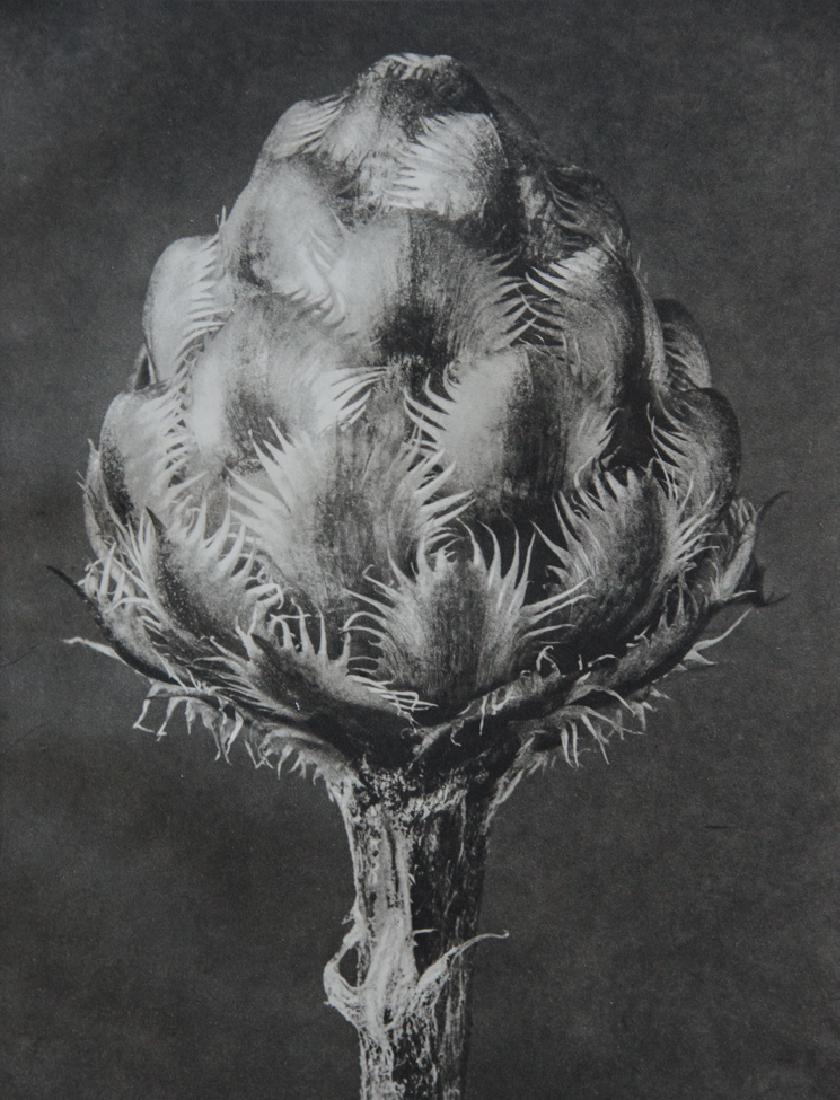 KARL BLOSSFELDT - Centaurea Grecesina, Knapweed: Artist: Karl Blossfeldt Title: Centaurea Grecesina, Knapweed1942 Sheet Fed Gravure Dimensions: 8x10.5" Unmounted Karl Blossfeldt (1865-1932) was a German photographer, sculptor, teacher, and artist wh