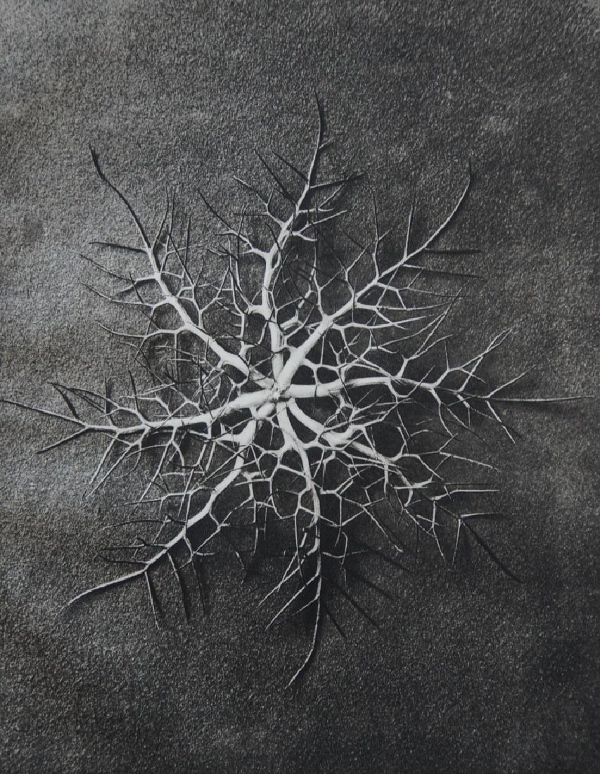 KARL BLOSSFELDT - Nigella Damascena, Spider's head: Artist: Karl Blossfeldt Title: Nigella Damascena, Spider's head, Black Cumin1942 Sheet Fed Gravure Dimensions: 8x10.5" Unmounted Karl Blossfeldt (1865-1932) was a German photographer, sculptor, teache