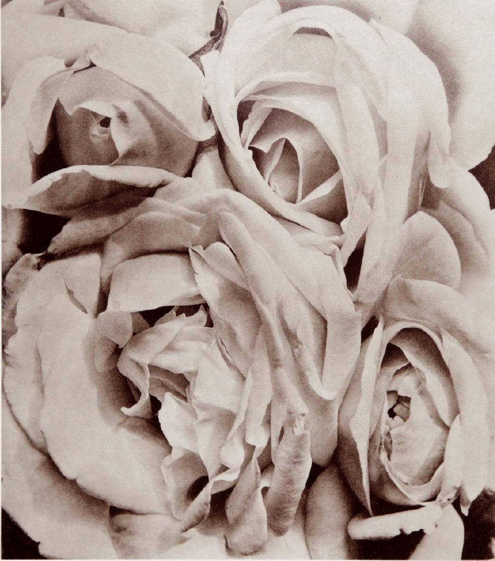 TINA MODOTTI - Roses 1925: Artist: Tina Modotti Title: Roses 1925 Date Printed: 1979 Medium: HelioGravure Printer: Electa Italy Printer Location: Milan 21.5x19.1cm - 8.5x7.5 inch Mount Size: 30x40 cm - 15.7x11.8 Inches Please n
