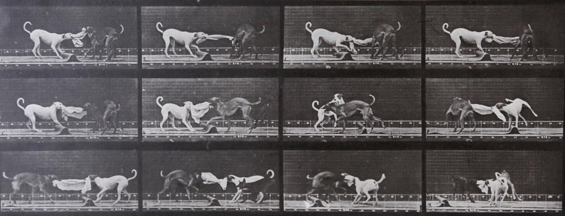 EADWEARD MUYBRIDGE - Dog fighting AL 715: Artist: Eadweard Muybridge Title: Dog fighting AL 715 Date Printed: 1979 Medium: HelioGravure Printer: Electa Italy Printer Location: Milan 35.x14.5 cm - 114x 5.8inch With tissue guard Mount Size: 30x