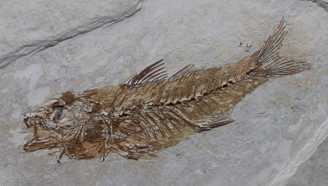 Fossil fish : Dapalis macrurus (1 of 3)