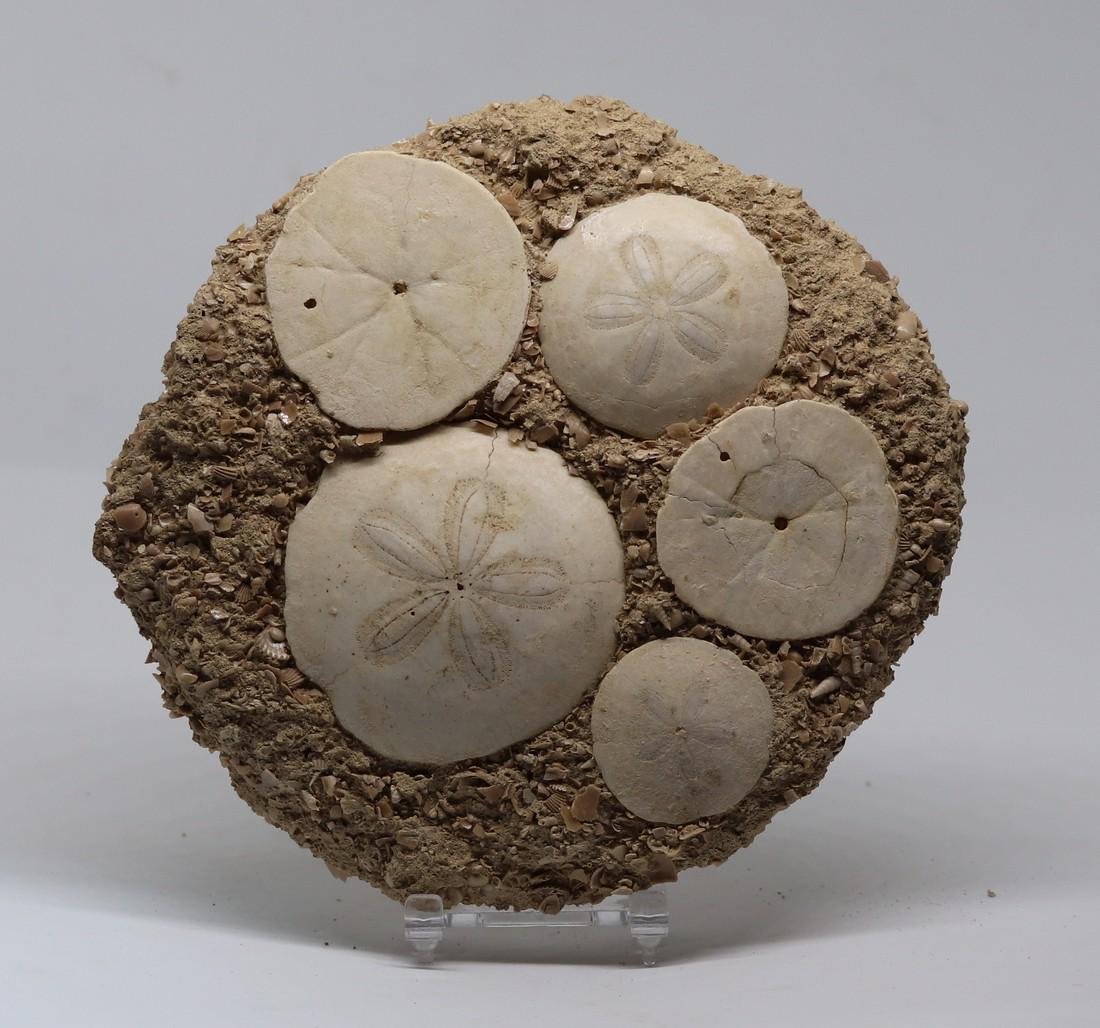 Parascutella producta (1 of 4)