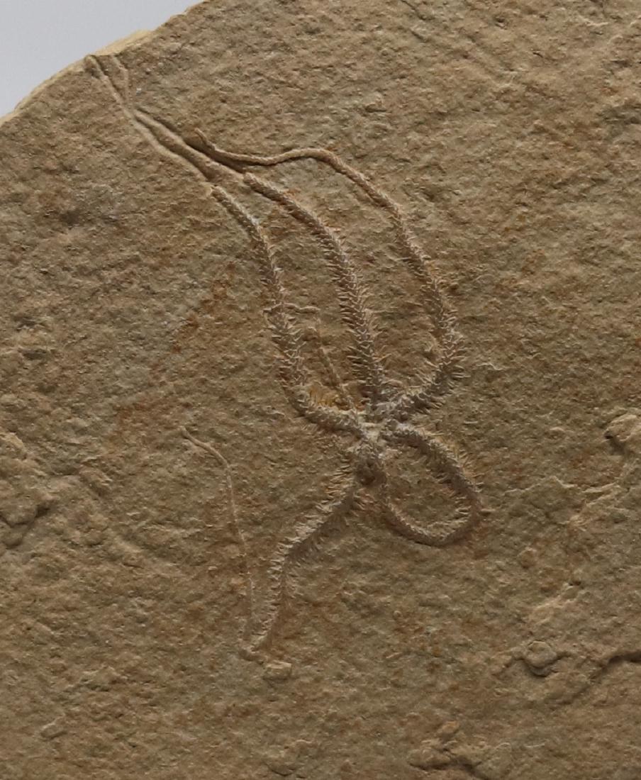 Detailed fossil starfish : Ophiopetra lithographica (1 of 3)