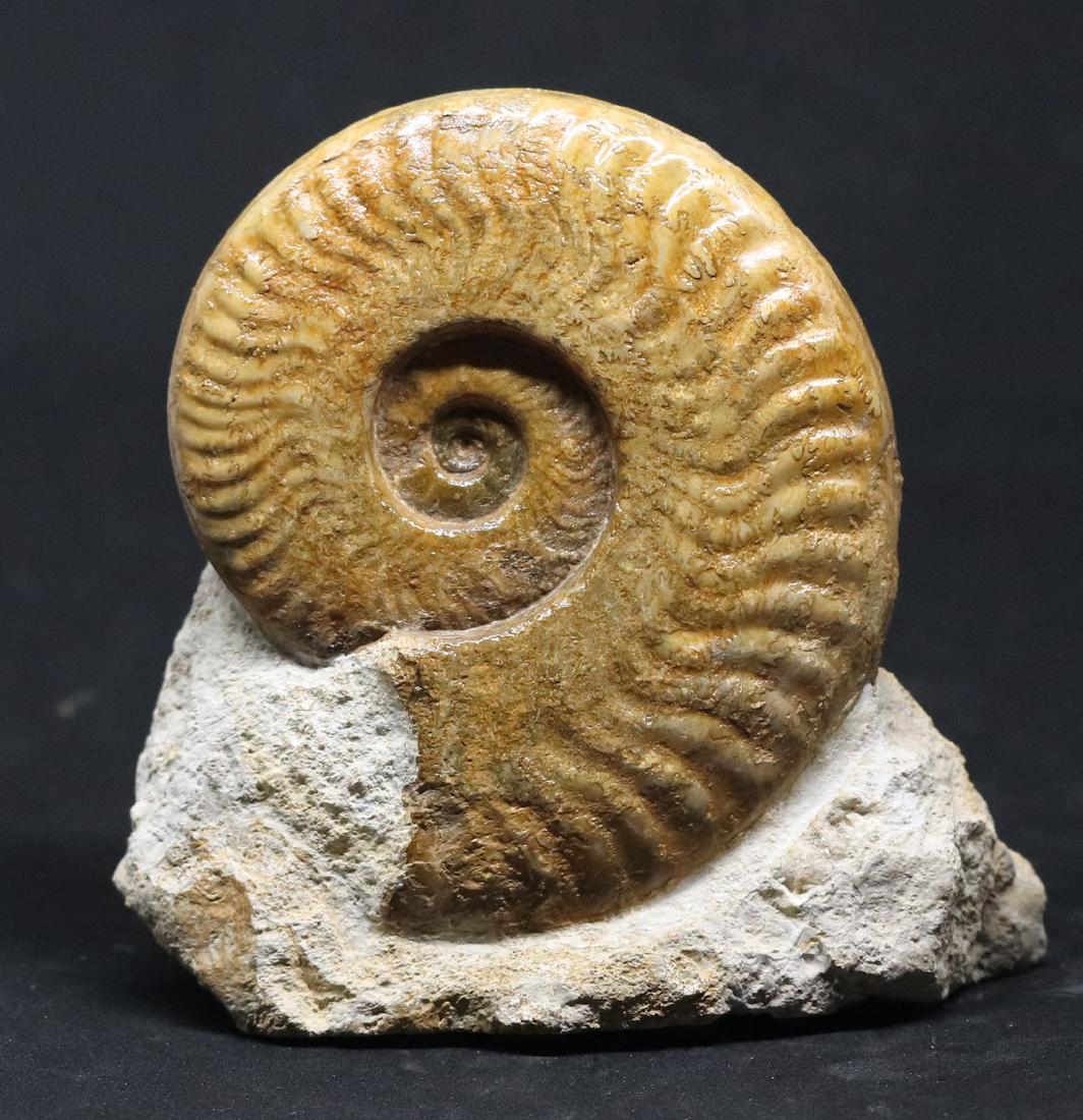 Jurassic fossil ammonite : Harpoceras serpentinum (1 of 3)