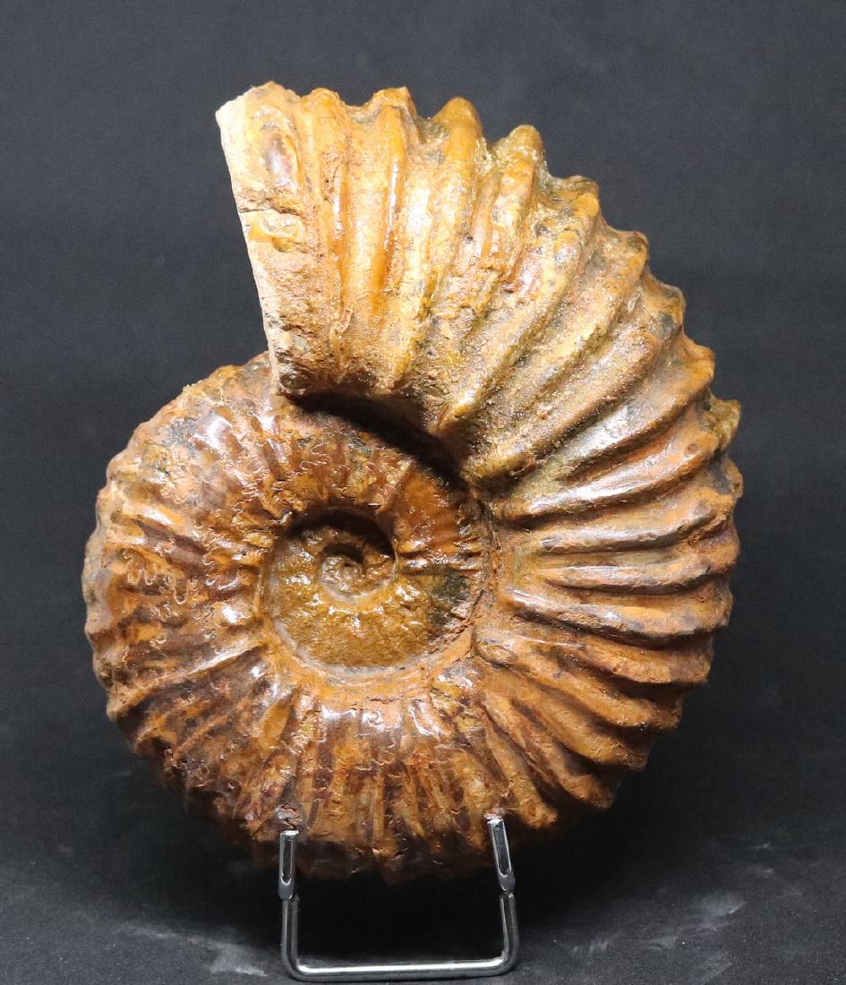 Impressive cretaceous ammonite : Calycoceras asiaticum (1 of 2)