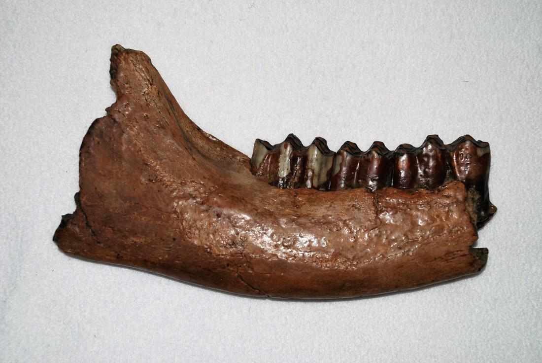 Steppebison (Bison priscus) partial lowerjaw (1 of 5)