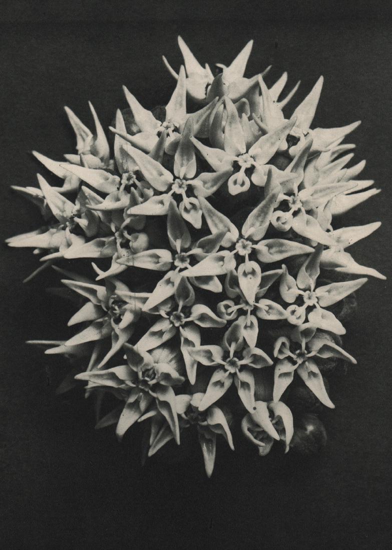 KARL BLOSSFELDT - Asclepias speciosa: Artist: KARL BLOSSFELDT Print Title: Asclepias speciosa Medium: Sheet-fed Gravure Printing Date: 1929 Printed in Germany Image Size: 7.5 X 10 inches Karl Blossfeldt was a German photographer, sculptor