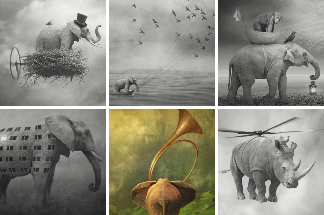 Beata Bieniak - Print - Pachyderms Folio (1 of 10)