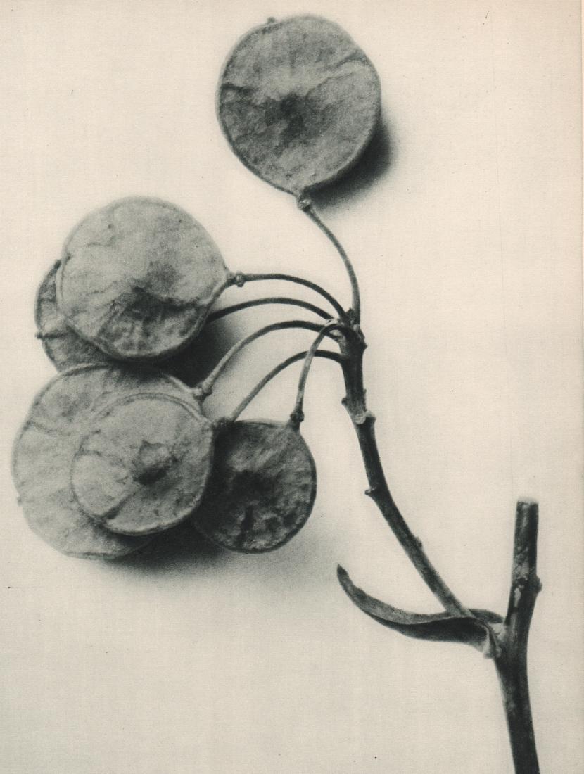 KARL BLOSSFELDT - Ptelea trifoliata: Artist: KARL BLOSSFELDT Print Title: Ptelea trifoliata Medium: Sheet-fed Gravure Printing Date: 1929 Printed in Germany Image Size: 7.5 X 10 inches Karl Blossfeldt was a German photographer, sculptor,