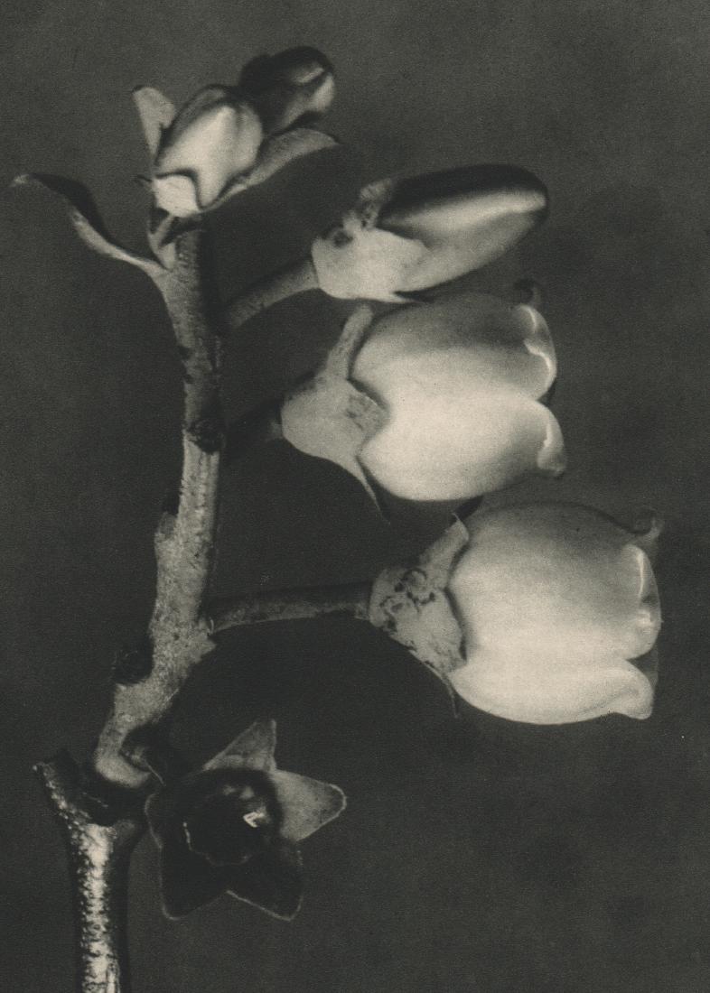 PROF. KARL BLOSSFELDT - Vaccinium corymbosum: Artist: PROF. KARL BLOSSFELDT Print Title: Vaccinium corymbosum Printing Date: 1936 Medium: Photoengraving Printed in: Germany Approx. image Size: 10” x 7” Karl Blossfeldt was a German photographe