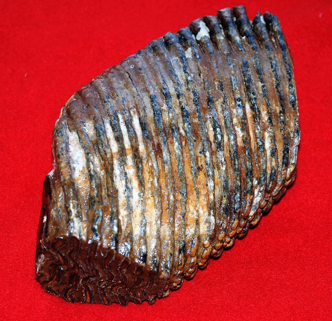 Woolly mammoth (Mammuthus primigenius) molar (1 of 8)