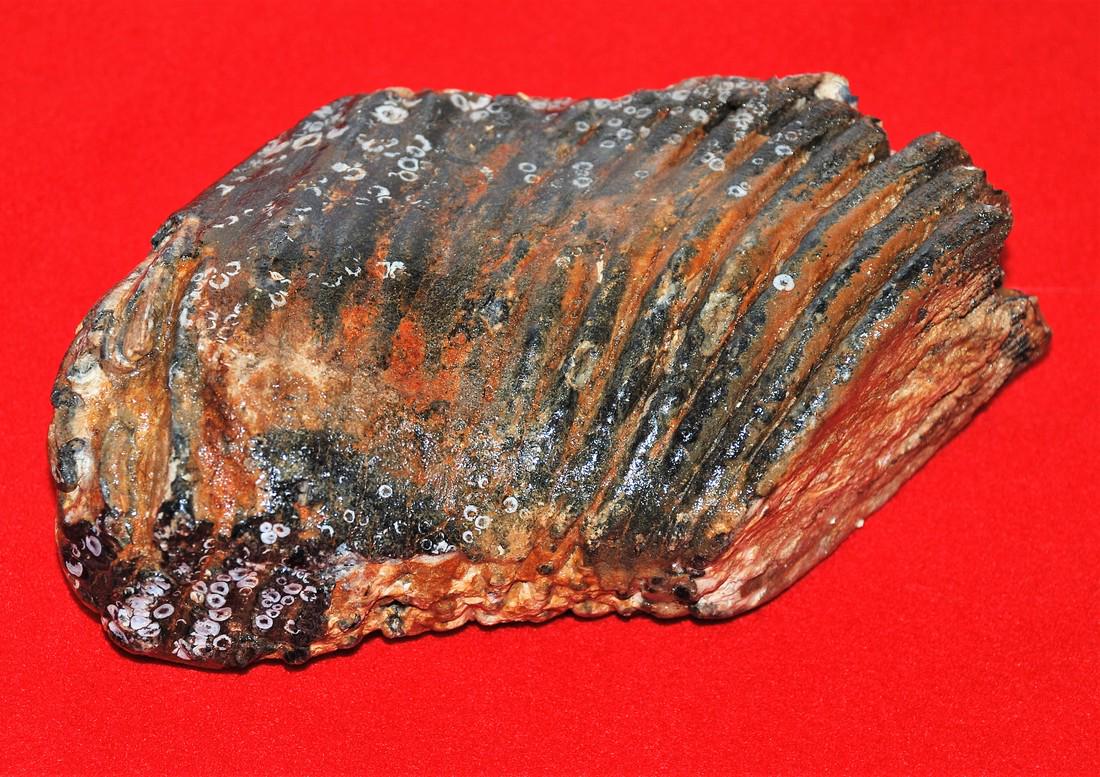 Woolly mammoth (Mammuthus primigenius) molar (1 of 8)