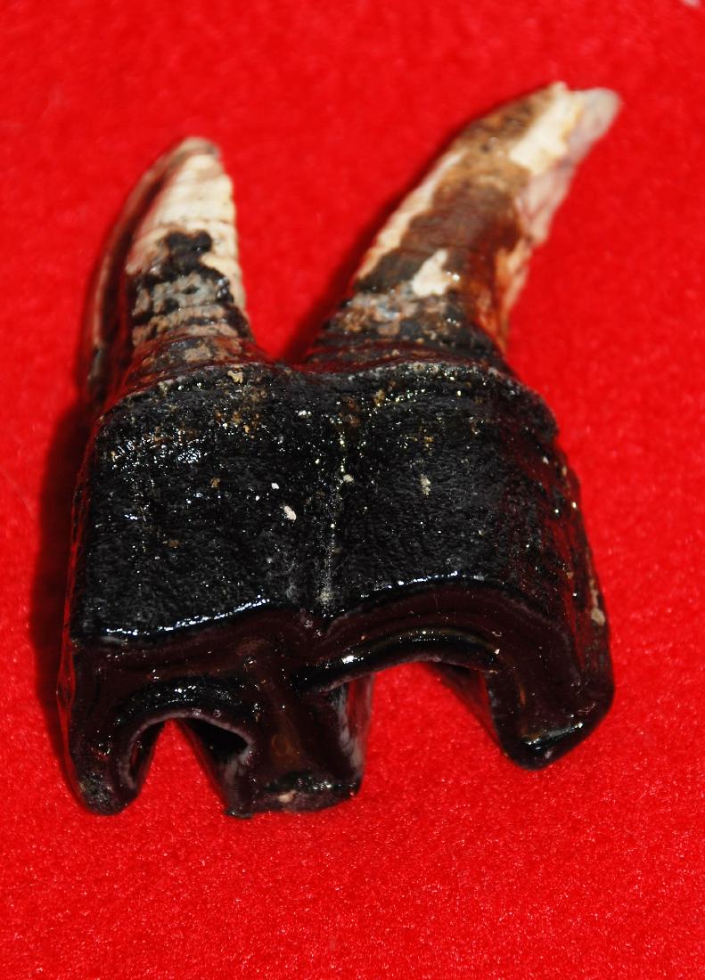 Woolly rhinoceros (Coelodonta antiquitatis) Lowerjaw (1 of 7)