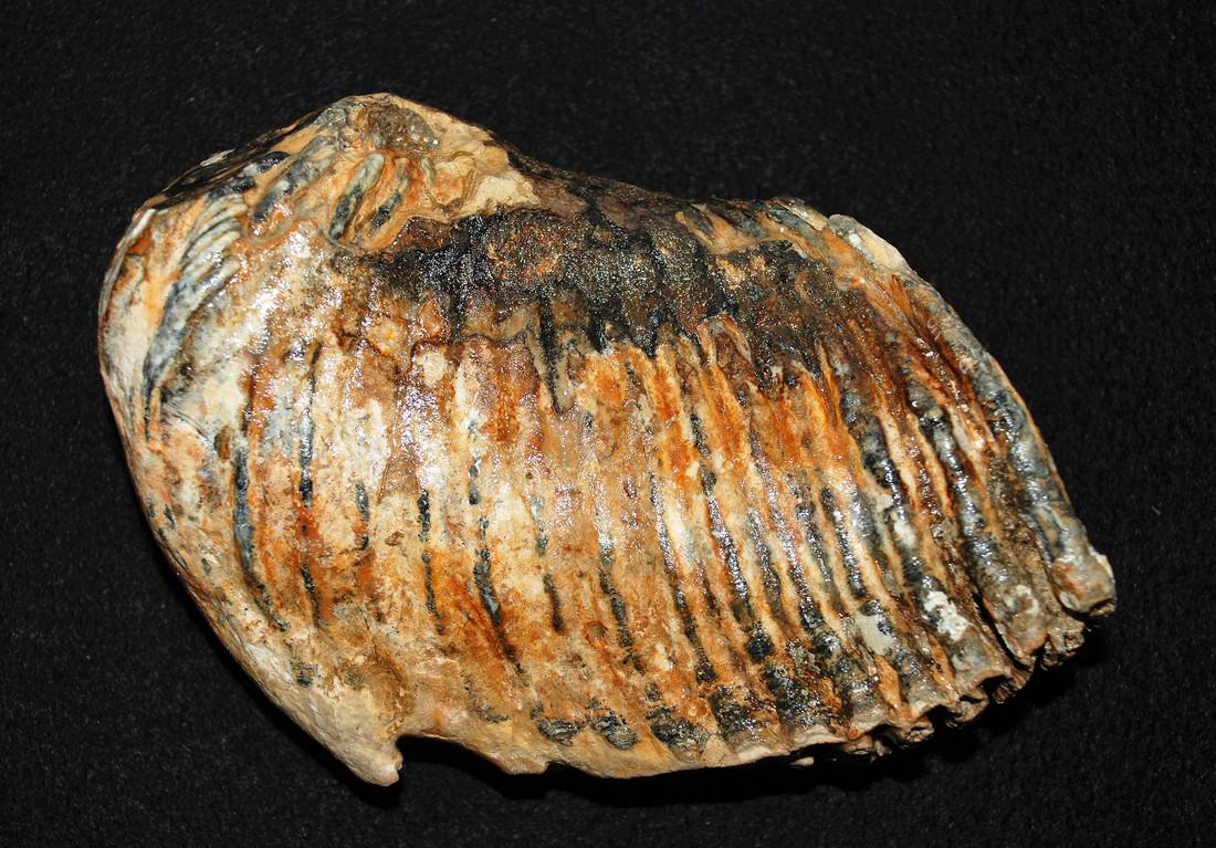 Woolly mammoth (Mammuthus primigenius) molar (1 of 7)