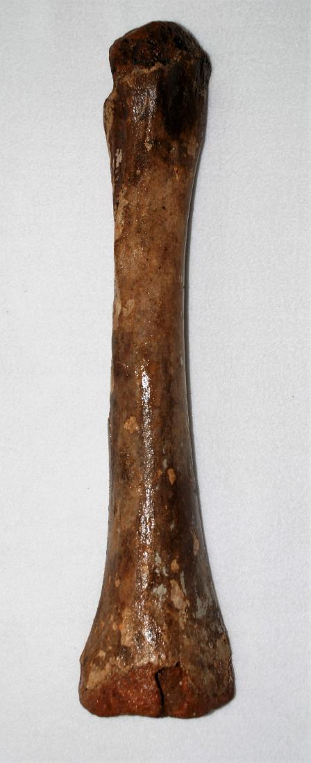 Woolly mammoth (Mammuthus primigenius) Radius (1 of 7)