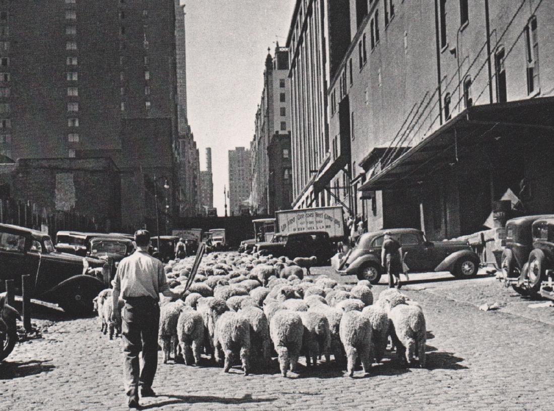 ANDRE KERTESZ - Sheep in New York, 1937: Artist: ANDRE KERTESZ Print Title: Sheep in New York, 1937 Medium: Sheet-Fed Gravure Printing Date: 1976 Printed in Japan Image size approx. 5.75 x 4.5 inches Andre Kertesz(1894-1985) born Kertesz And