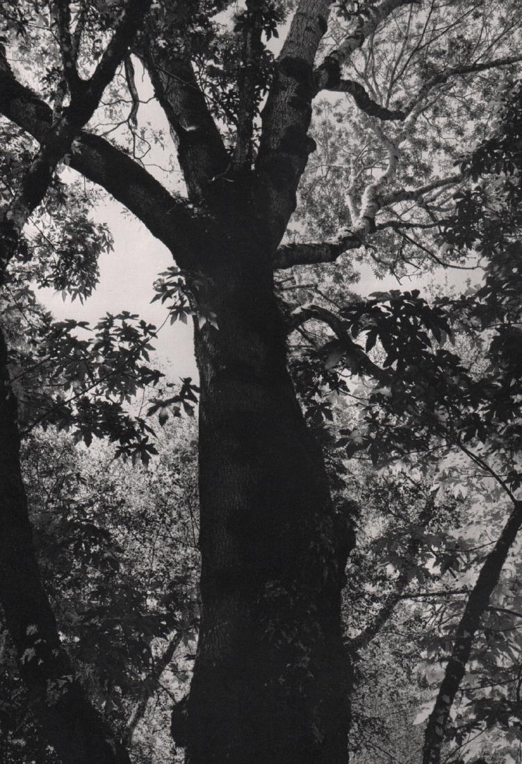 PHILIPE HYDE - Maple, Bixby Creek: Artist: PHILIPE HYDE Print Title: Maple, Bixby Creek Medium: Sheet-fed Gravure Printing Date: 1965 Printed in the USA Image Size: 6.5 X 9.25 inches Philip Hyde 1921–2006) was a pioneer landscape pho