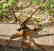 Lineol 1230 8x8 AA field gun - 4