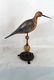 Carved and Painted Shore Bird 1960-90 Signed Orcutt - 2