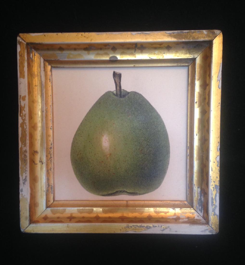 Hand Colored Pear Engraving 1840's (1 of 2)