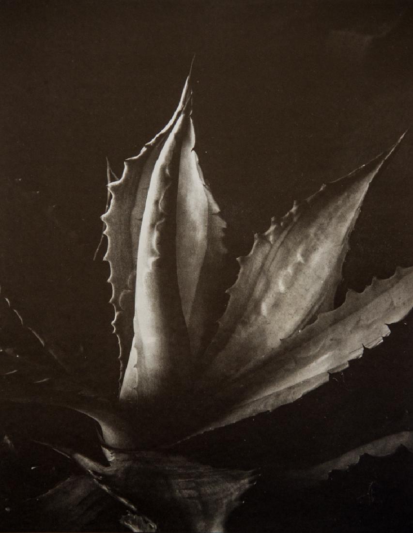 IMOGEN CUNNINGHAM - Agave, 1930: Artist: Imogen Cunningham Title: Agave, 1930 Medium: Sheet Fed Gravure, 1975, France Dimensions: 7x9" Wax tissue heat mounted on 11x14" conservation board Imogen Cunningham (1883-1976) was an American