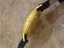 Movado Tempo Matic 14k Gold Swiss Made Mens 1960s - 4