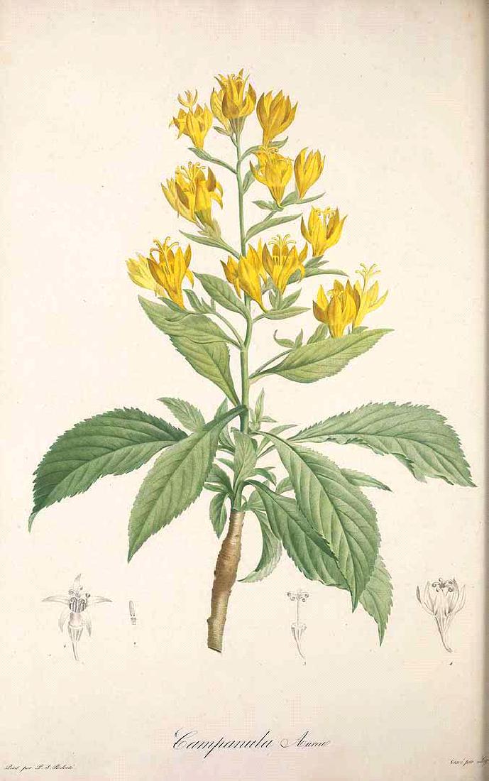 Redouté/Ventenat: Golden Bellflower of Madeira (1 of 1)