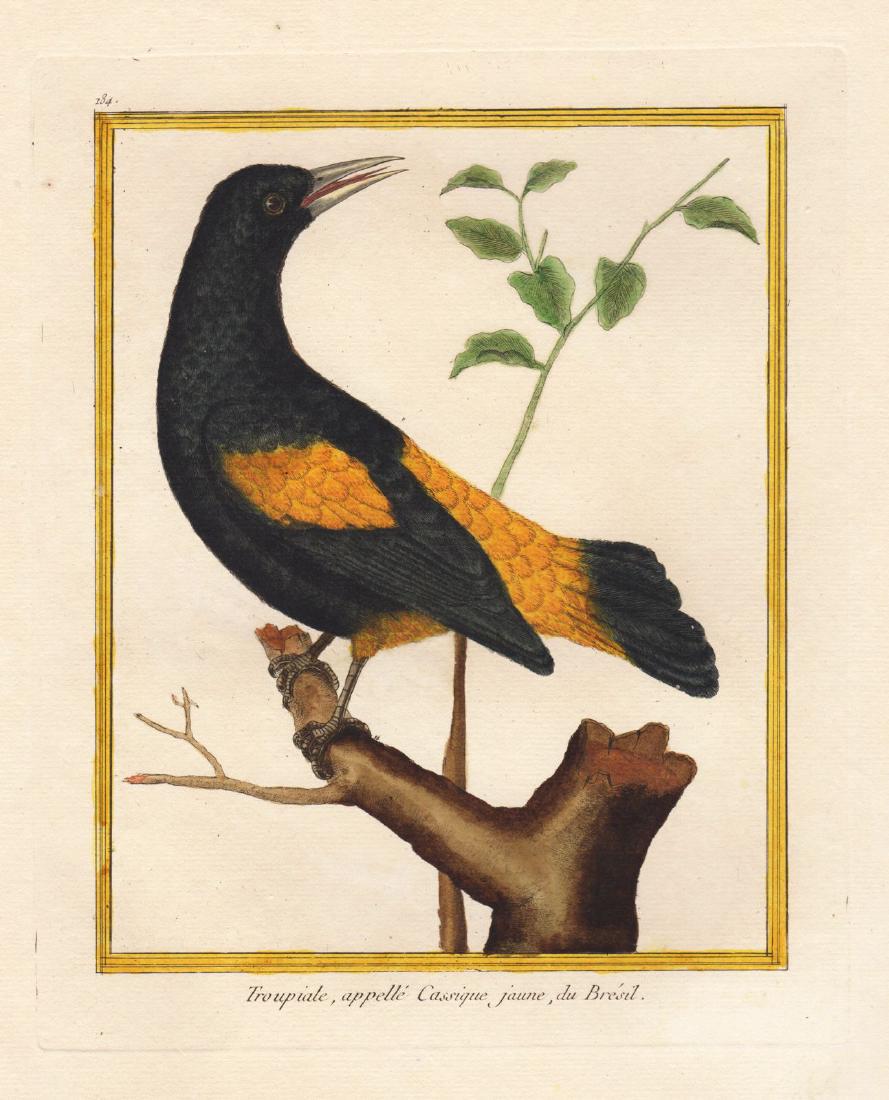 Martinet/Buffon: Brazilian Troupial (Oriole) (1 of 1)