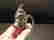 item-61233696=3